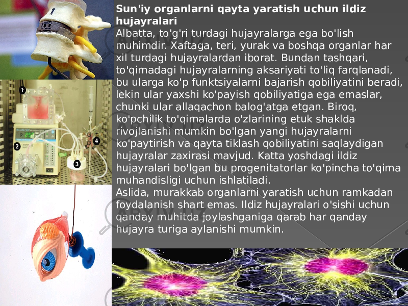 Sun&#39;iy organlarni qayta yaratish uchun ildiz hujayralari Albatta, to&#39;g&#39;ri turdagi hujayralarga ega bo&#39;lish muhimdir. Xaftaga, teri, yurak va boshqa organlar har xil turdagi hujayralardan iborat. Bundan tashqari, to&#39;qimadagi hujayralarning aksariyati to&#39;liq farqlanadi, bu ularga ko&#39;p funktsiyalarni bajarish qobiliyatini beradi, lekin ular yaxshi ko&#39;payish qobiliyatiga ega emaslar, chunki ular allaqachon balog&#39;atga etgan. Biroq, ko&#39;pchilik to&#39;qimalarda o&#39;zlarining etuk shaklda rivojlanishi mumkin bo&#39;lgan yangi hujayralarni ko&#39;paytirish va qayta tiklash qobiliyatini saqlaydigan hujayralar zaxirasi mavjud. Katta yoshdagi ildiz hujayralari bo&#39;lgan bu progenitatorlar ko&#39;pincha to&#39;qima muhandisligi uchun ishlatiladi. Aslida, murakkab organlarni yaratish uchun ramkadan foydalanish shart emas. Ildiz hujayralari o&#39;sishi uchun qanday muhitda joylashganiga qarab har qanday hujayra turiga aylanishi mumkin. 