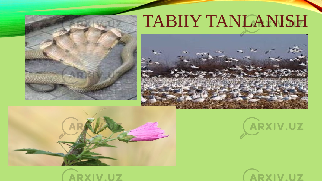 TABIIY TANLANISH 
