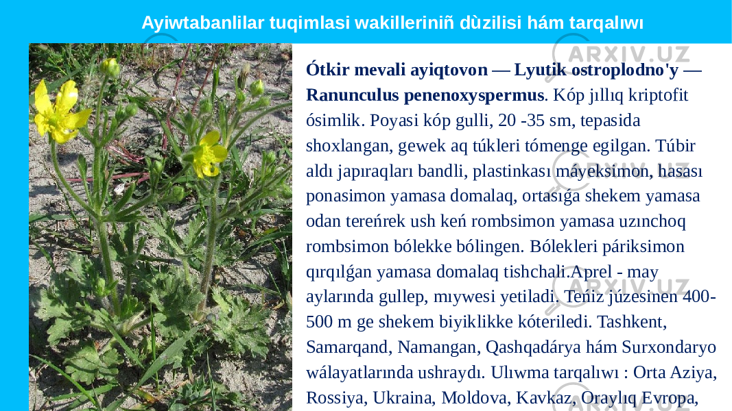 Ótkir mevali ayiqtovon — Lyutik ostroplodno&#39;y — Ranunculus penenoxyspermus . Kóp jıllıq kriptofit ósimlik. Poyasi kóp gulli, 20 -35 sm, tepasida shoxlangan, gewek aq túkleri tómenge egilgan. Túbir aldı japıraqları bandli, plastinkası máyeksimon, hasası ponasimon yamasa domalaq, ortasıǵa shekem yamasa odan tereńrek ush keń rombsimon yamasa uzınchoq rombsimon bólekke bólingen. Bólekleri páriksimon qırqılǵan yamasa domalaq tishchali.Aprel - may aylarında gullep, mıywesi yetiladi. Teńiz júzesinen 400- 500 m ge shekem biyiklikke kóteriledi. Tashkent, Samarqand, Namangan, Qashqadárya hám Surxondaryo wálayatlarında ushraydı. Ulıwma tarqalıwı : Orta Aziya, Rossiya, Ukraina, Moldova, Kavkaz, Oraylıq Evropa, Ayiwtabanlilar tuqimlasi wakilleriniñ dùzilisi hám tarqalıwı 