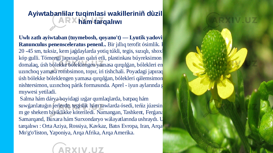 Uwlı zatlı ayiwtaban (tuymebosh, qoyano&#39;t) — Lyutik yadovito&#39;y — Ranunculus penensceleratus penenL. Bir jıllıq terofit ósimlik. Poyasi 20 -45 sm, tuksiz, kem jaǵdaylarda yotiq túkli, tegis, sızıqlı, shoxlangan, kóp gulli. Tómengi japıraqları qalıń etli, plastinkası búyreksimon domalaq, úsh bólekke bóleklengen yamasa qırqılǵan, bólekleri enli, uzınchoq yamasa rombsimon, topır, iri tishchali. Poyadagi japıraqları da úsh bólekke bóleklengen yamasa qırqılǵan, bólekleri qálemsimon yamasa nishtersimon, uzınchoq párik formasında. Aprel - iyun aylarında gullep, mıywesi yetiladi. Salma hám dárya boyidagi ızǵar qumlaqlarda, batpaq hám suwǵarılatuǵın jerlerde, tegislik hám tawlarda ósedi, teńiz júzesinen 1800 m ge shekem biyiklikke kóteriledi. Namangan, Tashkent, Ferǵana, Samarqand, Buxara hám Surxondaryo wálayatlarında ushraydı. Ulıwma tarqalıwı : Orta Aziya, Rossiya, Kavkaz, Batıs Evropa, Iran, Arqa Indiya, Mo&#39;g&#39;o&#39;liston, Yaponiya, Arqa Afrika, Arqa Amerika. Ayiwtabanlilar tuqimlasi wakilleriniñ dùzilisi hám tarqalıwı 