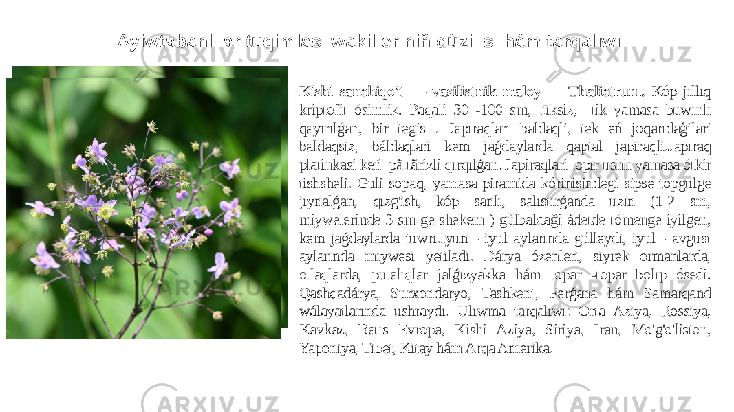 Ayiwtabanlilar tuqimlasi wakilleriniñ dùzilisi hám tarqalıwı Kishi sanchiqo&#39;t — vasilistnik maloy — Thalictrum. Kóp jıllıq kriptofit ósimlik. Paqali 30 -100 sm, tūksiz, tik yamasa buwınlı qayırılǵan, bir tegis . Japıraqları baldaqli, tek eń joqarıdaģilari baldaqsiz, báldaqlari kem jaǵdaylarda qaptal japiraqli.Japıraq platinkasi keń pãttãrizli qırqılǵan. Japiraqlari topır ushlı yamasa ótkir tishsheli. Guli sopaq, yamasa piramida kórinisindegi sipse topgulge jıynalǵan, qızg&#39;ish, kóp sanlı, salıstırǵanda uzın (1-2 sm, miywelerinde 3 sm ge shekem ) gúlbaldaği ádetde tómenge iyilgen, kem jaǵdaylarda tuwrı.Iyun - iyul aylarında gúlleydi, iyul - avgust aylarında mıywesi yetiladi. Dárya ózenleri, siyrek ormanlarda, otlaqlarda, putalıqlar jalǵızyakka hám topar -topar bolıp ósedi. Qashqadárya, Surxondaryo, Tashkent, Ferǵana hám Samarqand wálayatlarında ushraydı. Ulıwma tarqalıwı: Orta Aziya, Rossiya, Kavkaz, Batıs Evropa, Kishi Aziya, Siriya, Iran, Mo&#39;g&#39;o&#39;liston, Yaponiya, Tibet, Kitay hám Arqa Amerika. 