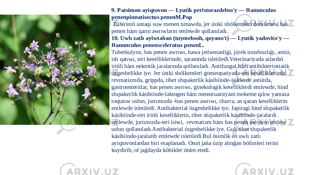 9. Patsimon ayiqtovon — Lyutik peristorazdelno&#39;y — Ranunculus penenpinnatisectus penenM.Pop Túbiriniń untaqı suw menen tımawda, jer ústki shólkemleri demlemesi bas penen hám qarın awrıwların emlewde qollanıladı. 10. Uwlı zatlı ayiwtaban (tuymebosh, qoyano&#39;t) — Lyutik yadovito&#39;y — Ranunculus penensceleratus penenL. Tuberkulyoz, bas penen awrıwı, hawa jetiwmasligi, júrek tınıshsızlıǵı, astsit, ish qatıwı, teri keselliklerinde, saratonda isletiledi.Veterinariyada atlardıń irińli hám nekrotik jaralarında qollanıladı. Antifungal hám antibikteriostatik ózgeshelikke iye. Jer ústki shólkemleri gomeopatiyada-teri keselliklerinde, revmatizmda, grippda, tibet shıpakerlik kásibiinde-isiklerde astsitda, gastroenteritlar, bas penen awrıwı, ginekologik keselliklerdi emlewde, hind shıpakerlik kásibiinde-laktogen hám menstruatsiyani mekeme qılıw yamasa toqtatıw ushın, jurtımızda -bas penen awrıwı, churra, as qazan keselliklerin emlewde isletiledi. Antibakterial ózgeshelikke iye. Japiragi hind shıpakerlik kásibiinde-teri irińli keselliklerin, tibet shıpakerlik kásibiinde-jaralardı emlewde, jurtımızda-teri isiwi, revmatizm hám bas penen awrıwın emlew ushın qollanıladı.Antibakterial ózgeshelikke iye. Guli tibet shıpakerlik kásibiinde-jaralardı emlewde isletiledi.Bul ósimlik eń uwlı zatlı ayiqtovonlardan biri esaplanadı. Onıń jańa úzip alınǵan bólimleri terini kuydirib, ol jaǵdayda kóbikler ónim etedi. 