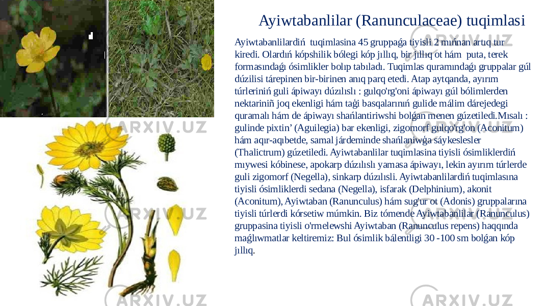 Ayiwtabanlilar (Ranunculaceae) tuqimlasi Ayiwtabanlilardiń tuqimlasina 45 gruppaǵa tiyisli 2 mıńnan artıq tur kiredi. Olardıń kópshilik bólegi kóp jıllıq, bir jıllıq ot hám puta, terek formasındaǵı ósimlikler bolıp tabıladı. Tuqimlas quramındaǵı gruppalar gúl dúzilisi tárepinen bir-birinen anıq parq etedi. Atap aytqanda, ayırım túrleriniń guli ápiwayı dúzılıslı : gulqo&#39;rg&#39;oni ápiwayı gúl bólimlerden nektariniñ joq ekenligi hám taģi basqalarınıń gulide málim dárejedegi quramalı hám de ápiwayı shańlantiriwshi bolǵan menen gúzetiledi.Mısalı : gulinde pixtin’ (Aguilegia) bar ekenligi, zigomorf gulqo&#39;rg&#39;on (Aconitum) hám aqır-aqıbetde, samal járdeminde shańlaniwģa sáykeslesler (Thalictrum) gúzetiledi. Ayiwtabanlilar tuqimlasina tiyisli ósimliklerdiń mıywesi kóbinese, apokarp dúzılıslı yamasa ápiwayı, lekin ayırım túrlerde guli zigomorf (Negella), sinkarp dúzılısli. Ayiwtabanlilardiń tuqimlasına tiyisli ósimliklerdi sedana (Negella), isfarak (Delphinium), akonit (Aconitum), Ayiwtaban (Ranunculus) hám sug&#39;ur ot (Adonis) gruppalarına tiyisli túrlerdi kórsetiw múmkin. Biz tómende Ayiwtabanlilar (Ranunculus) gruppasina tiyisli o&#39;rmelewshi Ayiwtaban (Ranunculus repens) haqqında maǵlıwmatlar keltiremiz: Bul ósimlik bálentligi 30 -100 sm bolǵan kóp jıllıq . 