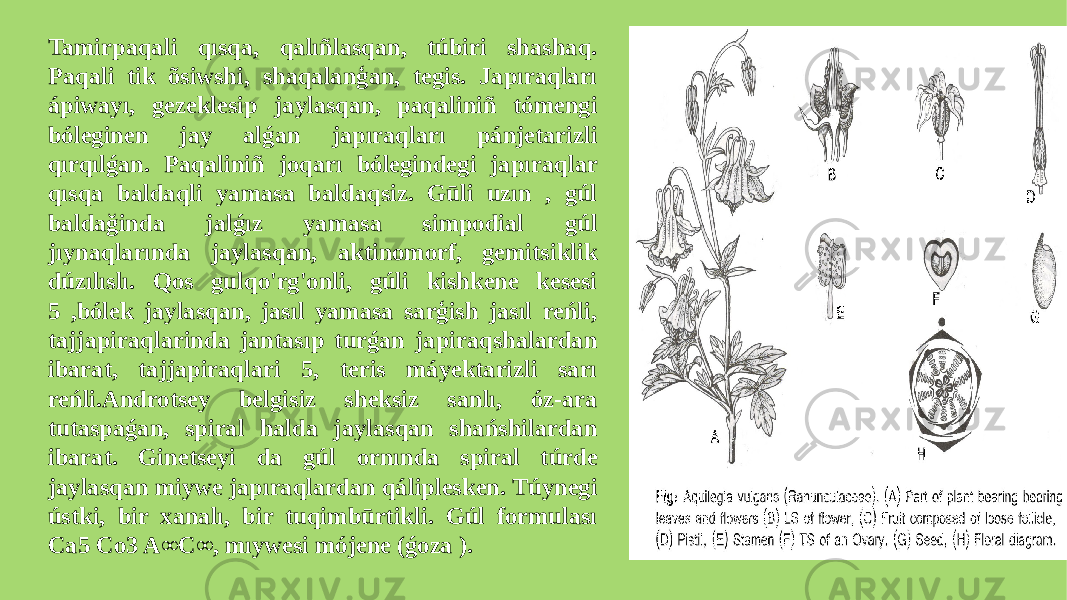 Tamirpaqali qısqa, qalıñlasqan, túbiri shashaq. Paqali tik õsiwshi, shaqalanģan, tegis. Japıraqları ápiwayı, gezeklesip jaylasqan, paqaliniñ tómengi bóleginen jay alǵan japıraqları pánjetarizli qırqılǵan. Paqaliniñ joqarı bólegindegi japıraqlar qısqa baldaqli yamasa baldaqsiz. Gūli uzın , gúl baldağinda jalǵız yamasa simpodial gúl jıynaqlarında jaylasqan, aktinomorf, gemitsiklik dúzılıslı. Qos gulqo&#39;rg&#39;onli, gúli kishkene kesesi 5 ,bólek jaylasqan, jasıl yamasa sarģish jasıl reńli, tajjapiraqlarinda jantasıp turǵan japiraqshalardan ibarat, tajjapiraqlari 5, teris máyektarizli sarı reńli.Androtsey belgisiz sheksiz sanlı, óz-ara tutaspaǵan, spiral halda jaylasqan shańshilardan ibarat. Ginetseyi da gúl ornında spiral túrde jaylasqan miywe japıraqlardan qáliplesken. Túynegi ústki, bir xanalı, bir tuqimbūrtikli. Gúl formulası Ca5 Co3 A∞C∞, mıywesi mójene (ǵoza ). 