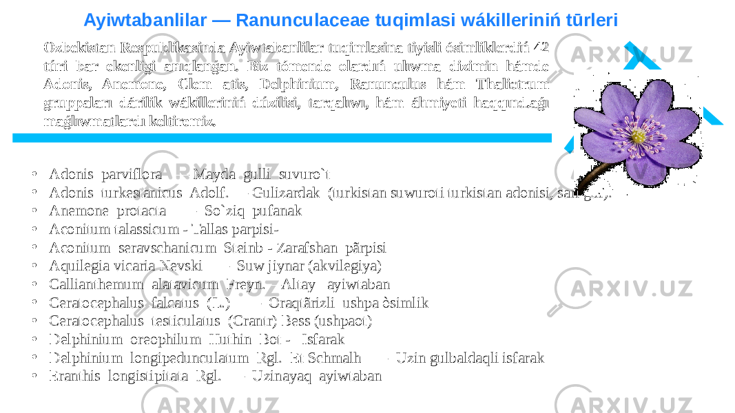 Ayiwtabanlilar — Ranunculaceae tuqimlasi wákilleriniń tūrleri Ozbekistan Respublikasinda Ayiwtabanlilar tuqimlasina tiyisli ósimliklerdiń 42 túri bar ekenligi anıqlanǵan. Biz tómende olardıń ulıwma dizimin hámde Adonis, Anemone, Clem atis, Delphinium, Ranunculus hám Thalictrum gruppaları dárilik wákilleriniń dúzilisi, tarqalıwı, hám áhmiyeti haqqınd.aǵı maǵlıwmatlardı keltiremiz. • Adonis parviflora — Mayda gulli suvuro`t • Adonis turkestanicus Adolf. — Gulizardak (turkistan suwuroti turkistan adonisi, sari gùl). • Anemone protacta — So`ziq pufanak • Aconitum talassicum - Tallas parpisi- • Aconitum seravschanicum Steinb - Zarafshan pãrpisi • Aquilegia vicaria Nevski — Suw jiynar (akvilеgiya) • Callianthemum alatavicum Freyn.—Altay ayiwtaban • Ceratocephalus falcatus (L.) — Oraqtãrizli ushpa òsimlik • Ceratocephalus testiculatus (Crantr) Bess (ushpaot) • Delphinium oreophilum Huthin Bot - Isfarak • Delphinium longipedunculatum Rgl. Et Schmalh — Uzin gulbaldaqli isfarak • Eranthis longistipitata Rgl. — Uzinayaq ayiwtaban 
