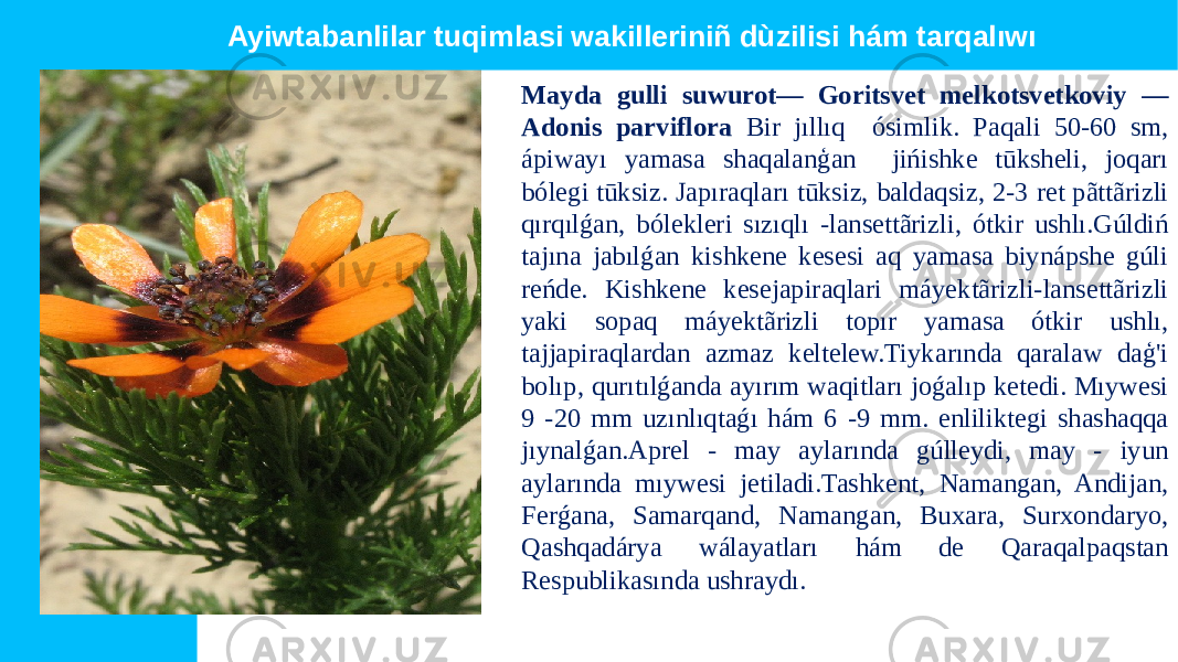 Mayda gulli suwurot— Goritsvеt mеlkotsvеtkoviy — Adonis parviflora Bir jıllıq ósimlik. Paqali 50-60 sm, ápiwayı yamasa shaqalanģan jińishke tūksheli, joqarı bólegi tūksiz. Japıraqları tūksiz, baldaqsiz, 2-3 ret pãttãrizli qırqılǵan, bólekleri sızıqlı -lansettãrizli, ótkir ushlı.Gúldiń tajına jabılǵan kishkene kesesi aq yamasa biynápshe gúli reńde. Kishkene kesejapiraqlari máyektãrizli-lansettãrizli yaki sopaq máyektãrizli topır yamasa ótkir ushlı, tajjapiraqlardan azmaz keltelew.Tiykarında qaralaw daģ&#39;i bolıp, qurıtılǵanda ayırım waqitları joǵalıp ketedi. Mıywesi 9 -20 mm uzınlıqtaǵı hám 6 -9 mm. enliliktegi shashaqqa jıynalǵan.Aprel - may aylarında gúlleydi, may - iyun aylarında mıywesi jetiladi.Tashkent, Namangan, Andijan, Ferǵana, Samarqand, Namangan, Buxara, Surxondaryo, Qashqadárya wálayatları hám de Qaraqalpaqstan Respublikasında ushraydı.Ayiwtabanlilar tuqimlasi wakilleriniñ dùzilisi hám tarqalıwı 