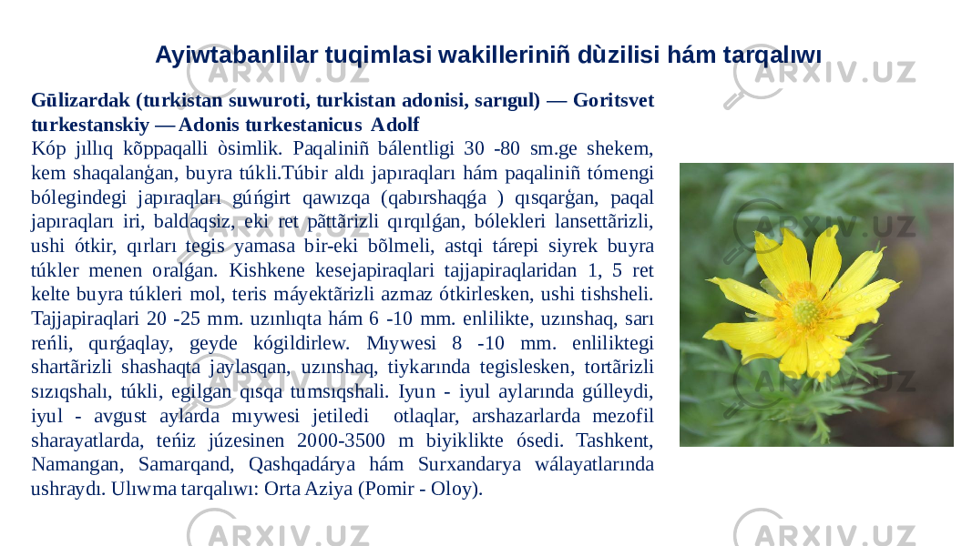 Ayiwtabanlilar tuqimlasi wakilleriniñ dùzilisi hám tarqalıwı Gūlizardak (turkistan suwuroti, turkistan adonisi, sarıgul) — Goritsvet turkestanskiy — Adonis turkestanicus Adolf Kóp jıllıq kõppaqalli òsimlik. Paqaliniñ bálentligi 30 -80 sm.ge shekem, kem shaqalanģan, buyra túkli.Túbir aldı japıraqları hám paqaliniñ tómengi bólegindegi japıraqları gúńgirt qawızqa (qabırshaqǵa ) qısqarģan, paqal japıraqları iri, baldaqsiz, eki ret pãttãrizli qırqılǵan, bólekleri lansettãrizli, ushi ótkir, qırları tegis yamasa bir-eki bõlmeli, astqi tárepi siyrek buyra túkler menen oralǵan. Kishkene kesejapiraqlari tajjapiraqlaridan 1, 5 ret kelte buyra túkleri mol, teris máyektãrizli azmaz ótkirlesken, ushi tishsheli. Tajjapiraqlari 20 -25 mm. uzınlıqta hám 6 -10 mm. enlilikte, uzınshaq, sarı reńli, qurǵaqlay, geyde kógildirlew. Mıywesi 8 -10 mm. enliliktegi shartãrizli shashaqta jaylasqan, uzınshaq, tiykarında tegislesken, tortãrizli sızıqshalı, túkli, egilgan qısqa tumsıqshali. Iyun - iyul aylarında gúlleydi, iyul - avgust aylarda mıywesi jetiledi otlaqlar, arshazarlarda mezofil sharayatlarda, teńiz júzesinen 2000-3500 m biyiklikte ósedi. Tashkent, Namangan, Samarqand, Qashqadárya hám Surxandarya wálayatlarında ushraydı. Ulıwma tarqalıwı: Orta Aziya (Pomir - Oloy). 