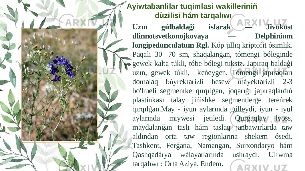 Uzın gúlbaldaği isfarak — Jivokost dlinnotsvetkonojkovaya — Delphinium longipedunculatum Rgl. Kóp jıllıq kriptofit ósimlik. Paqali 30 -70 sm, shaqalanģan, tómengi bóleginde gewek kalta túkli, tóbe bólegi tuksiz. Japıraq baldaģi uzın, gewek túkli, keńeygen. Tómengi japıraqları domalaq búyrektarizli besew máyektarizli 2-3 bo&#39;lmeli segmentke qırqılǵan, joqarıǵı japıraqlardıń plastinkası talay jińishke segmentlerge tereńrek qırqılǵan.May - iyun aylarında gúlleydi, iyun - iyul aylarında mıywesi jetiledi. Qurǵaqlay lyoss, maydalanǵan taslı hám taslaq janbawırlarda taw aldından orta taw regionlarına shekem ósedi. Tashkent, Ferǵana, Namangan, Surxondaryo hám Qashqadárya wálayatlarında ushraydı. Ulıwma tarqalıwı : Orta Aziya. Endem.Ayiwtabanlilar tuqimlasi wakilleriniñ dùzilisi hám tarqalıwı 