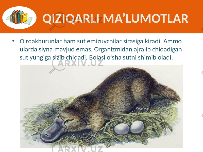 QIZIQARLI MA’LUMOTLAR • O‘rdakburunlar ham  sut  emizuvchilar  sirasiga  kiradi.  Ammo   ularda  siyna  mavjud  emas.  Organizmidan  ajralib  chiqadigan   sut  yungiga  sizib  chiqadi.  Bolasi  o‘sha  sutni  shimib  oladi. 