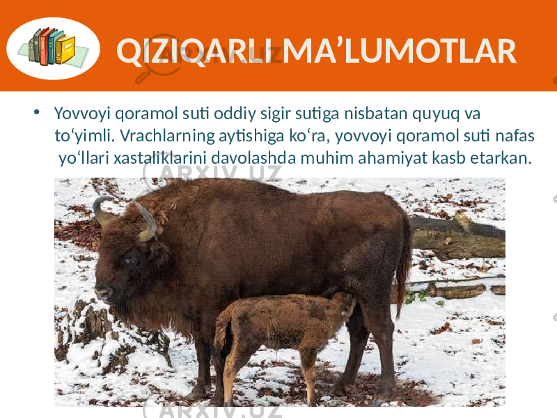 QIZIQARLI MA’LUMOTLAR • Yovvoyi qoramol suti oddiy sigir sutiga nisbatan quyuq va  to‘yimli. Vrachlarning aytishiga ko‘ra, yovvoyi qoramol suti nafas  yo‘llari xastaliklarini davolashda muhim ahamiyat kasb etarkan. 