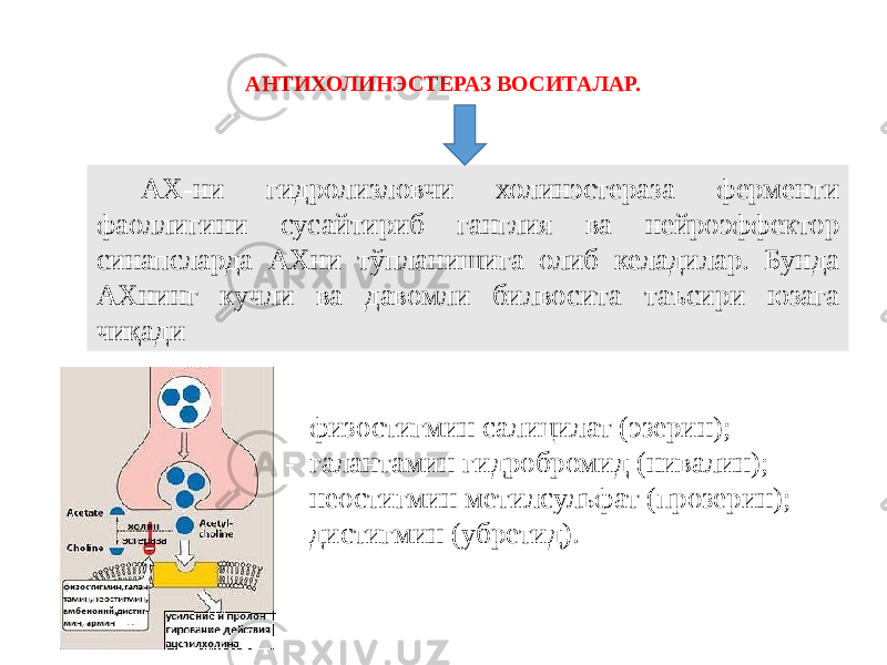 АНТИХОЛИНЭСТЕРАЗ ВОСИТАЛАР. АХ-ни гидролизловчи холинэстераза ферменти фаоллигини сусайтириб ганглия ва нейроэффектор синапсларда АХни тўпланишига олиб келадилар. Бунда АХнинг кучли ва давомли билвосита таъсири юзага чиқади - физостигмин салицилат (эзерин); - галантамин гидробромид (нивалин); - неостигмин метилсульфат (прозерин); - дистигмин (убретид). 