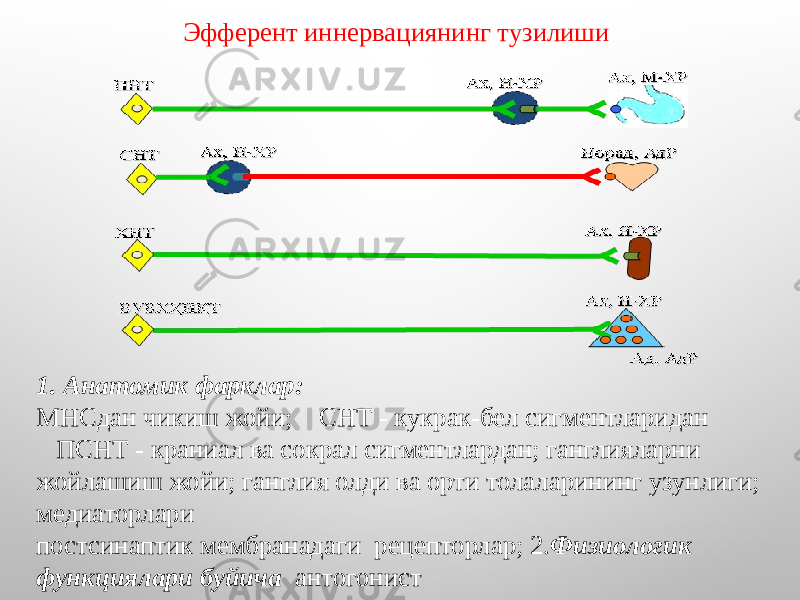 Эфферент иннервациянинг тузилиши 1. Анатомик фарклар: МНСдан чикиш жойи; СНТ - кукрак-бел сигментларидан ПСНТ - краниал ва сокрал сигментлардан; ганглияларни жойлашиш жойи; ганглия олди ва орти толаларининг узунлиги; медиаторлари постсинаптик мембранадаги рецепторлар; 2. Физиологик функциялари буйича антогонист 