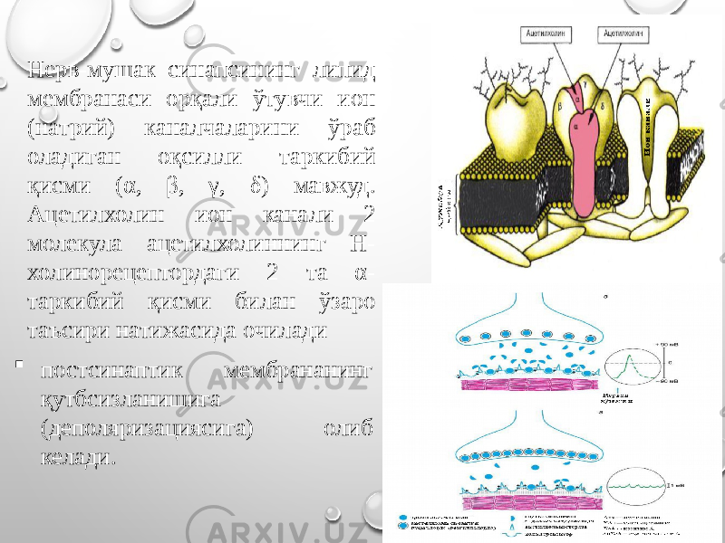 Нерв-мушак синапсининг липид мембранаси орқали ўтувчи ион (натрий) каналчаларини ўраб оладиган оқсилли таркибий қисми (α, β, γ, δ) мавжуд. Ацетилхолин ион канали 2 молекула ацетилхолиннинг Н- холинорецептордаги 2 та α- таркибий қисми билан ўзаро таъсири натижасида очилади  постсинаптик мембрананинг қутбсизланишига (деполяризациясига) олиб келади. 