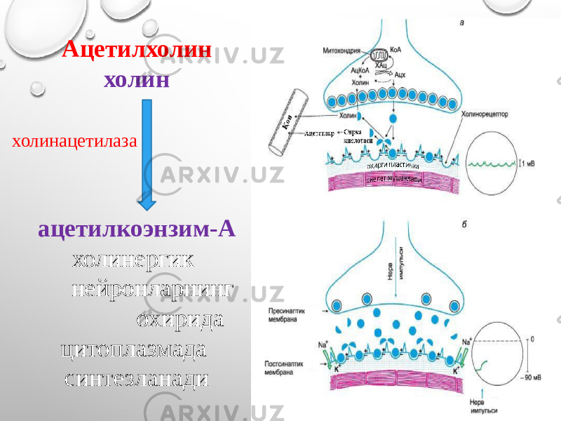 Ацетилхолин холин холинацетилаза ацетилкоэнзим-А холинергик нейронларнинг охирида цитоплазмада синтезланади 