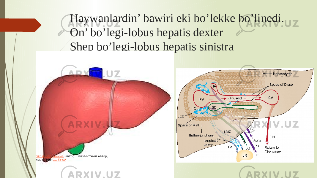 Haywanlardin’ bawiri eki bo’lekke bo’linedi. On’ bo’legi-lobus hepatis dexter Shep bo’legi-lobus hepatis sinistra Это изображение , автор: Неизвестный автор, лицензия: CC BY-SA 