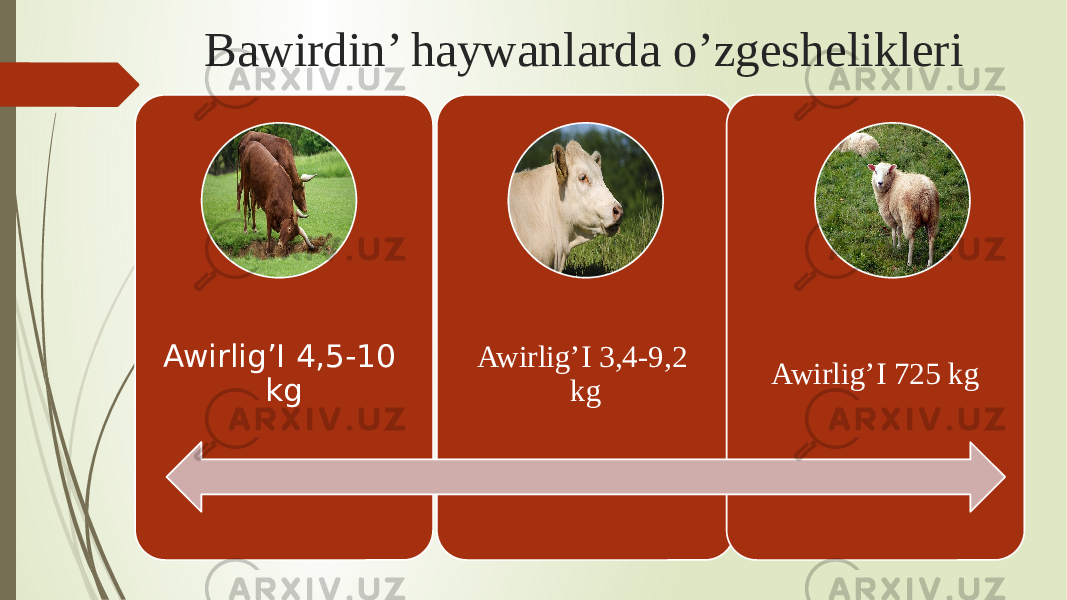 Bawirdin’ haywanlarda o’zgeshelikleri Awirlig’I 4,5-10 kg Awirlig’I 3,4-9,2 kg Awirlig’I 725 kg 