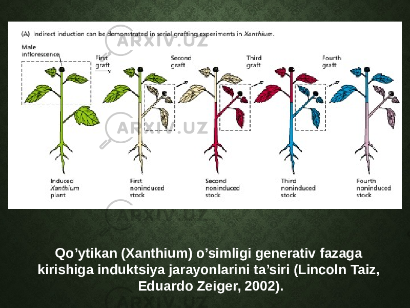 Qo’ytikan (Xanthium) o’simligi generativ fazaga kirishiga induktsiya jarayonlarini ta’siri (Lincoln Taiz, Eduardo Zeiger, 2002).   