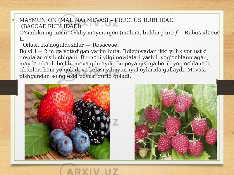 • MAYMUNJON (MALINA) MEVASI – FRUCTUS RUBI IDAEI (BACCAE RUBI IDAEI) O&#39;simlikning nomi. Oddiy maymunjon (malina, buldurg&#39;un) f— Rubus idaeus L. Oilasi. Ra&#39;noguldoshlar — Rosaceae. Bo&#39;yi 1— 2 m ga yetadigan yarim buta. Ildizpoyadan ikki yillik yer ustki novdalar o&#39;sib chiqadi. Birinchi yilgi novdalari yashil, yog&#39;ochlanmagan, mayda tikanli bo&#39;lib. meva qilmaydi. Bu poya qishga borib yog&#39;ochlanadi, tikanlari ham yo&#39;qoladi va kelasi yili iyun-iyul oylarida gullaydi. Mevasi pishgandan so&#39;ng eski poyasi qurib qoladi. 