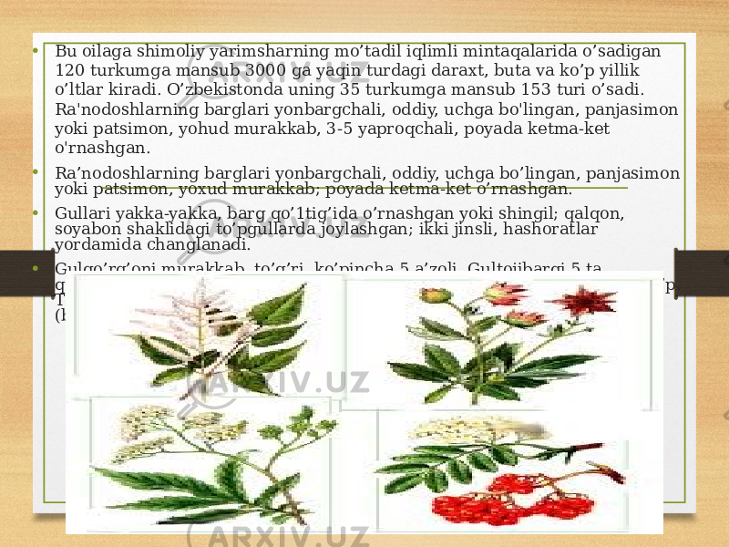 • Bu oilaga shimoliy yarimsharning mo’tadil iqlimli mintaqalarida o’sadigan 120 turkumga mansub 3000 ga yaqin turdagi daraxt, buta va ko’p yillik o’ltlar kiradi. O’zbekistonda uning 35 turkumga mansub 153 turi o’sadi. Ra&#39;nodoshlarning barglari yonbargchali, oddiy, uchga bo&#39;lingan, panjasimon yoki patsimon, yohud murakkab, 3-5 yaproqchali, poyada ketma-ket o&#39;rnashgan. • Ra’nodoshlarning barglari yonbargchali, oddiy, uchga bo’lingan, panjasimon yoki patsimon, yoxud murakkab; poyada ketma-ket o’rnashgan. • Gullari yakka-yakka, barg qo’1tig’ida o’rnashgan yoki shingil; qalqon, soyabon shaklidagi to’pgullarda joylashgan; ikki jinsli, hashoratlar yordamida changlanadi. • Gulqo’rg’oni murakkab, to’g’ri, ko’pincha 5 a’zoli. Gultojibargi 5 ta, qo’shilmagan. Changchilari ko’p. Urug’chisi 5 tagacha yoki undan ham ko’p. Tugunchasi 1 – 5 uyli. Mevasi — quruq (yong’oqcha, to’pbargak) yoki ho’l (bir yoki ko’p danakli meva yoki soxta meva). 