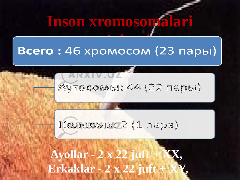 Inson xromosomalari to&#39;plami Ayollar - 2 x 22 juft + XX, Erkaklar - 2 x 22 juft + XY, 