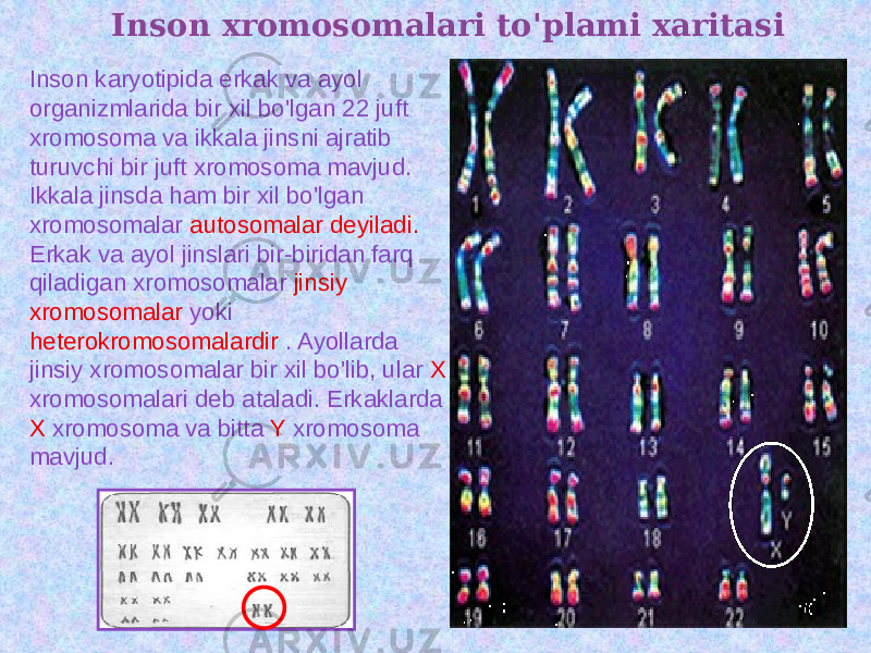 Inson xromosomalari to&#39;plami xaritasi Inson karyotipida erkak va ayol organizmlarida bir xil bo&#39;lgan 22 juft xromosoma va ikkala jinsni ajratib turuvchi bir juft xromosoma mavjud. Ikkala jinsda ham bir xil bo&#39;lgan xromosomalar autosomalar deyiladi. Erkak va ayol jinslari bir-biridan farq qiladigan xromosomalar jinsiy xromosomalar yoki heterokromosomalardir . Ayollarda jinsiy xromosomalar bir xil bo&#39;lib, ular X xromosomalari deb ataladi. Erkaklarda X xromosoma va bitta Y xromosoma mavjud. 