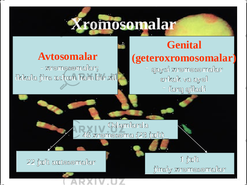 Xromosomalar Avtosomalar - xromosomalar; ikkala jins uchun ham bir xil . Genital (geteroxromosomalar) - qaysi xromosomalar erkak va ayol - farq qiladi Odamlarda 46 xromosoma (23 juft)_ 22 juft autosomalar 1 juft jinsiy xromosomalar 