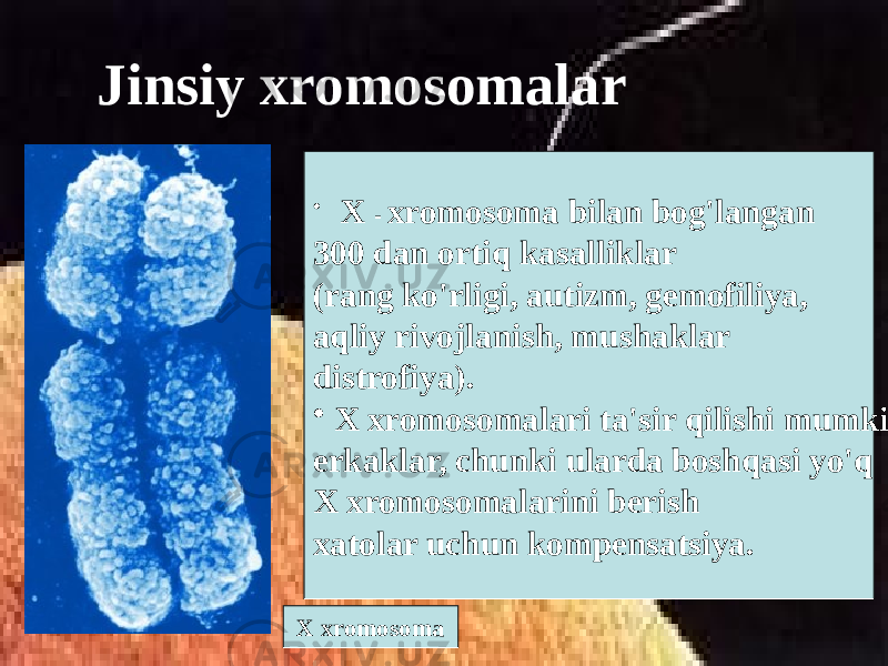 Jinsiy xromosomalar X xromosoma • X - xromosoma bilan bog&#39;langan 300 dan ortiq kasalliklar (rang ko&#39;rligi, autizm, gemofiliya, aqliy rivojlanish, mushaklar distrofiya). • X xromosomalari ta&#39;sir qilishi mumkin erkaklar, chunki ularda boshqasi yo&#39;q X xromosomalarini berish xatolar uchun kompensatsiya. 