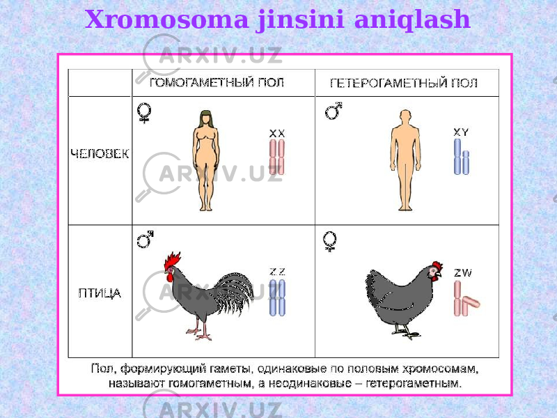 Xromosoma jinsini aniqlash 