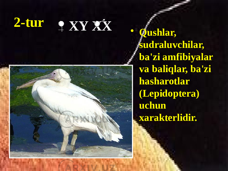 2-tur • Qushlar, sudraluvchilar, ba&#39;zi amfibiyalar va baliqlar, ba&#39;zi hasharotlar (Lepidoptera) uchun xarakterlidir. XY XX 