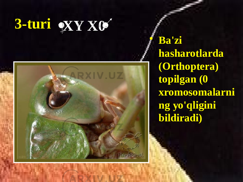 3-turi • Ba&#39;zi hasharotlarda (Orthoptera) topilgan (0 xromosomalarni ng yo&#39;qligini bildiradi)XY X0 