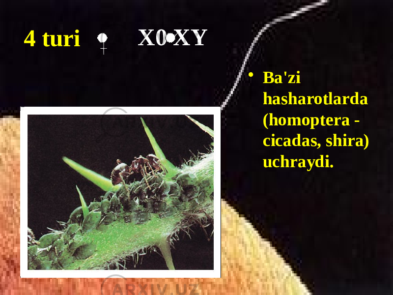 4 turi • Ba&#39;zi hasharotlarda (homoptera - cicadas, shira) uchraydi. X0 XY 