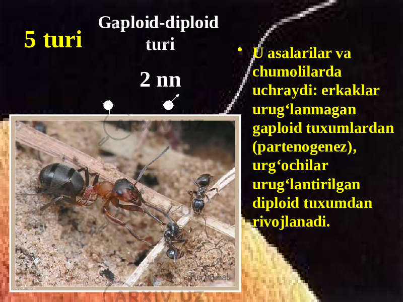 5 turi • U asalarilar va chumolilarda uchraydi: erkaklar urugʻlanmagan gaploid tuxumlardan (partenogenez), urgʻochilar urugʻlantirilgan diploid tuxumdan rivojlanadi.Gaploid-diploid turi 2 nn 