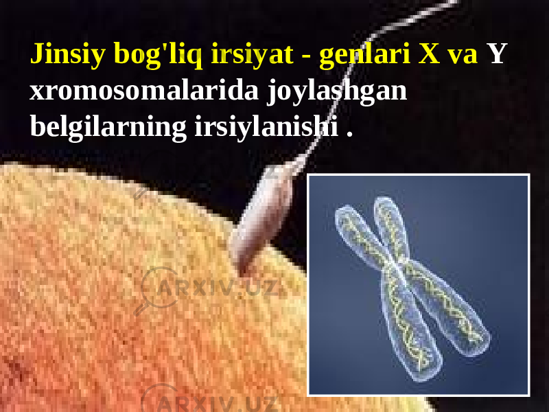 Jinsiy bog&#39;liq irsiyat - genlari X va Y xromosomalarida joylashgan belgilarning irsiylanishi . 