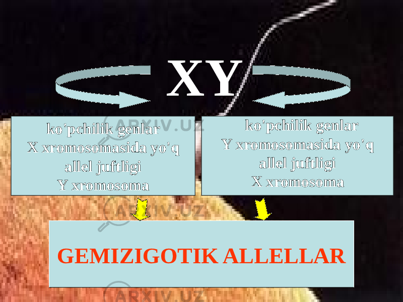 ko&#39;pchilik genlar X xromosomasida yo&#39;q allel juftligi Y xromosoma ko&#39;pchilik genlar Y xromosomasida yo&#39;q allel juftligi X xromosomaXY GEMIZIGOTIK ALLELLAR 