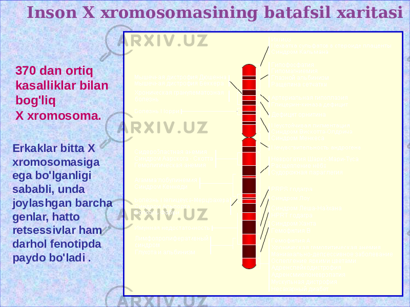 Inson X xromosomasining batafsil xaritasi 370 dan ortiq kasalliklar bilan bog&#39;liq X xromosoma. Erkaklar bitta X xromosomasiga ega bo&#39;lganligi sababli, unda joylashgan barcha genlar, hatto retsessivlar ham darhol fenotipda paydo bo&#39;ladi . 