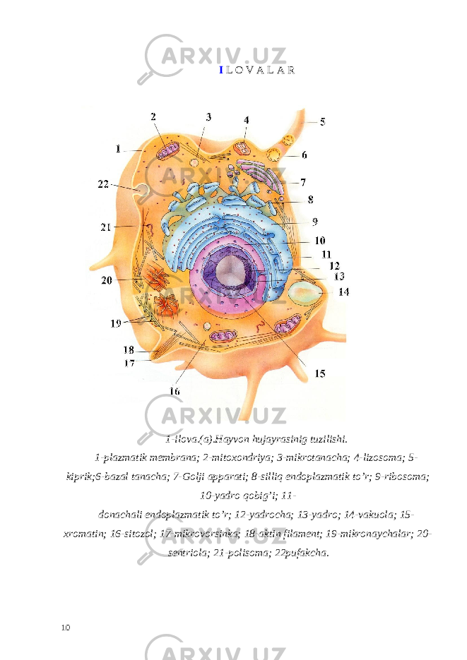  I L O V A L A R 1-ilova.(a).Hayvon hujayrasinig tuzilishi. 1-plazmatik membrana; 2-mitoxondriya; 3-mikrotanacha; 4-lizosoma; 5- kiprik;6-bazal tanacha; 7-Golji apparati; 8-silliq endoplazmatik to’r; 9-ribosoma; 10-yadro qobig’i; 11- donachali endoplazmatik to’r; 12-yadrocha; 13-yadro; 14-vakuola; 15- xromatin; 16-sitozol; 17-mikrovorsinka; 18-aktin filament; 19-mikronaychalar; 20- sentriola; 21-polisoma; 22pufakcha . 10 