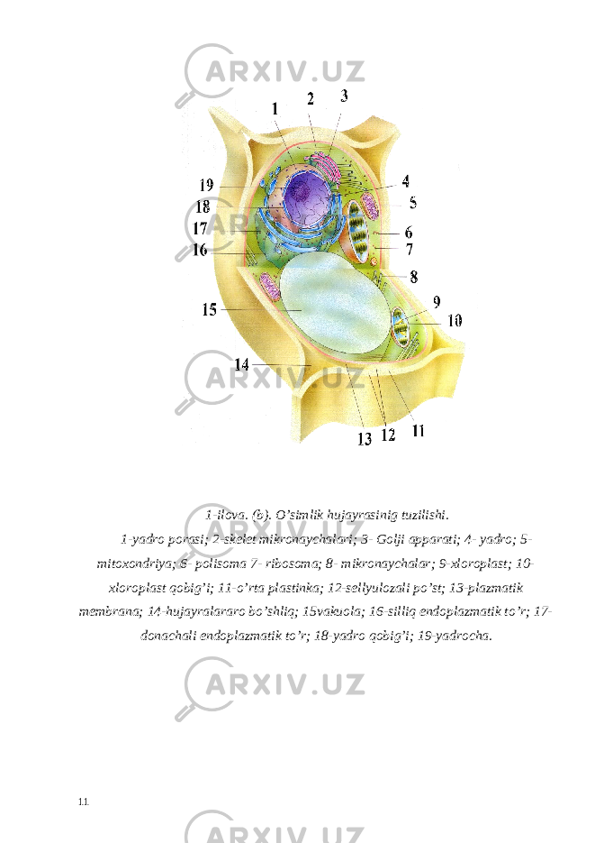  1-ilova. (b). O’simlik hujayrasinig tuzilishi. 1-yadro porasi; 2-skelet mikronaychalari; 3- Golji apparati; 4- yadro; 5- mitoxondriya; 6- polisoma 7- ribosoma; 8- mikronaychalar; 9-xloroplast; 10- xloroplast qobig’i; 11-o’rta plastinka; 12-sellyulozali po’st; 13-plazmatik membrana; 14-hujayralararo bo’shliq; 15vakuola; 16-silliq endoplazmatik to’r; 17- donachali endoplazmatik to’r; 18-yadro qobig’i; 19-yadrocha. 11 