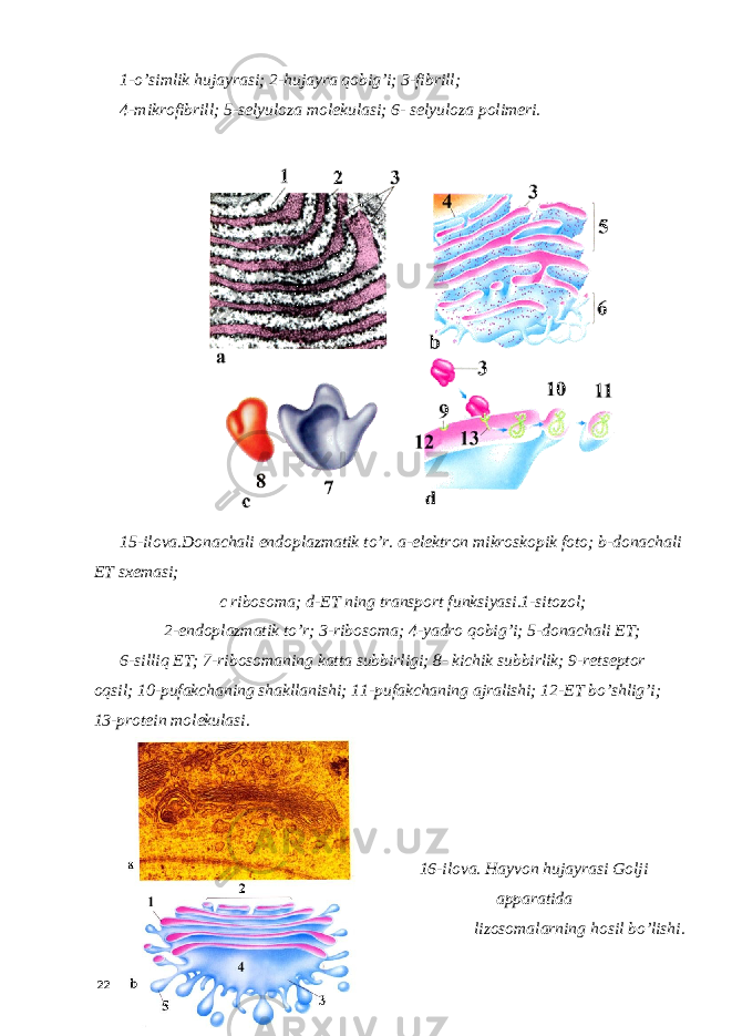 1-o’simlik hujayrasi; 2-hujayra qobig’i; 3-fibrill; 4-mikrofibrill; 5-selyuloza molekulasi; 6- selyuloza polimeri. 15-ilova.Donachali endoplazmatik to’r. a-elektron mikroskopik foto; b-donachali ET sxemasi; c ribosoma; d-ET ning transport funksiyasi.1-sitozol; 2-endoplazmatik to’r; 3-ribosoma; 4-yadro qobig’i; 5-donachali ET; 6-silliq ET; 7-ribosomaning katta subbirligi; 8- kichik subbirlik; 9-retseptor oqsil; 10-pufakchaning shakllanishi; 11-pufakchaning ajralishi; 12-ET bo’shlig’i; 13-protein molekulasi . 16-ilova. Hayvon hujayrasi Golji apparatida lizosomalarning hosil bo’lishi. 22 