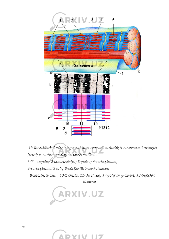  19-ilova.Muskul tolasining tuzilishi. a-sxematik tuzilishi; b-elektron mikroskopik fotosi; c- sarkomeraning sxematik tuzilishi. 1-T – naycha; 2-mitoxondriya; 3-yadro; 4-sarkoplazma; 5-sarkoplazmatik to’r; 6-miofibrill; 7-sarkolemma; 8-miozin; 9-aktin; 10-Z chiziq; 11- M chiziq; 12-yo’g’on filament; 13-ingichka filament. 25 