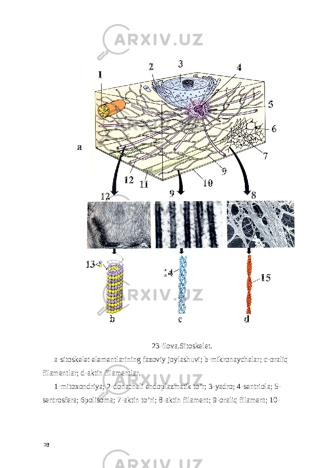  23-ilova.Sitoskelet. a-sitoskelet elementlarining fazoviy joylashuvi; b-mikronaychalar; c-oraliq filamentlar; d-aktin filamentlar. 1-mitoxondriya; 2-donachali endoplazmatik to’r; 3-yadro; 4-sentriola; 5- sentrosfera; 6polisoma; 7-aktin to’ri; 8-aktin filament; 9-oraliq filament; 10- 28 