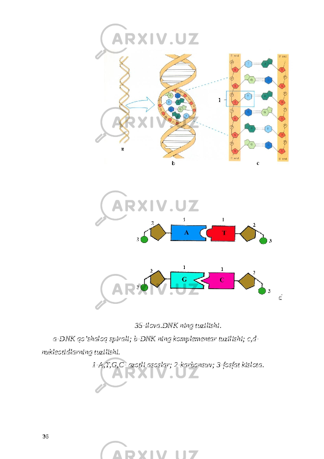 35-ilova.DNK ning tuzilishi. a-DNK qo’shaloq spirali; b-DNK ning komplementar tuzilishi; c,d- nukleotidlarning tuzilishi. 1-A,T,G,C- azotli asoslar; 2-karbonsuv; 3-fosfat kislota. 36 d 