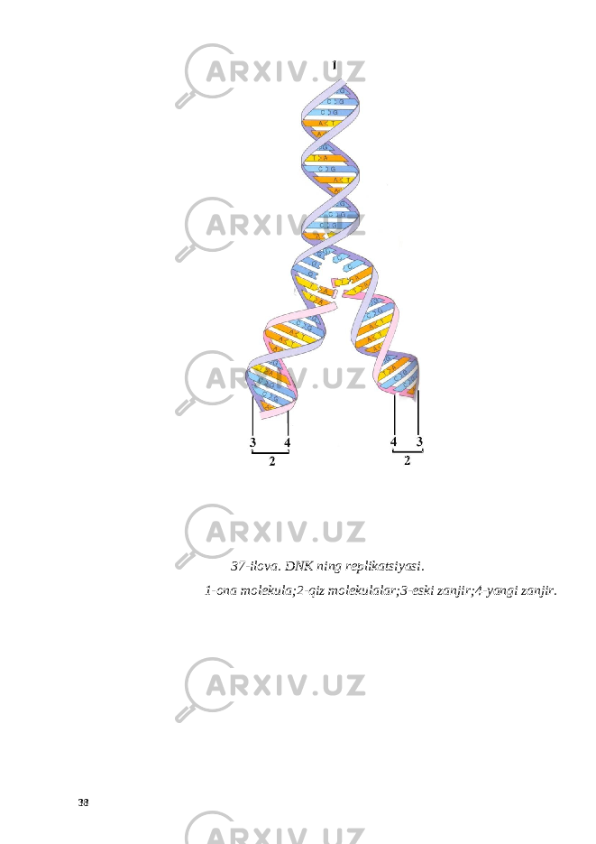  37-ilova. DNK ning replikatsiyasi. 1-ona molekula;2-qiz molekulalar;3-eski zanjir;4-yangi zanjir. 38 