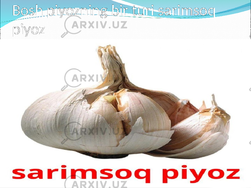 Bosh piyozning bir turi sarimsoq piyoz 