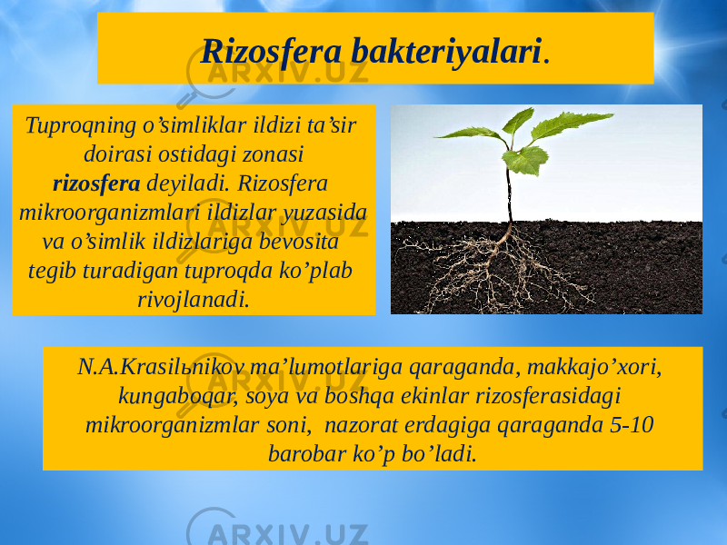 Rizosfera bakteriyalari . Tuproqning o’simliklar ildizi ta’sir doirasi ostidagi zonasi rizosfera deyiladi. Rizosfera mikroorganizmlari ildizlar yuzasida va o’simlik ildizlariga bevosita tegib turadigan tuproqda ko’plab rivojlanadi. N.A.Krasilьnikov ma’lumotlariga qaraganda, makkajo’xori, kungaboqar, soya va boshqa ekinlar rizosferasidagi mikroorganizmlar soni, nazorat erdagiga qaraganda 5-10 barobar ko’p bo’ladi. 