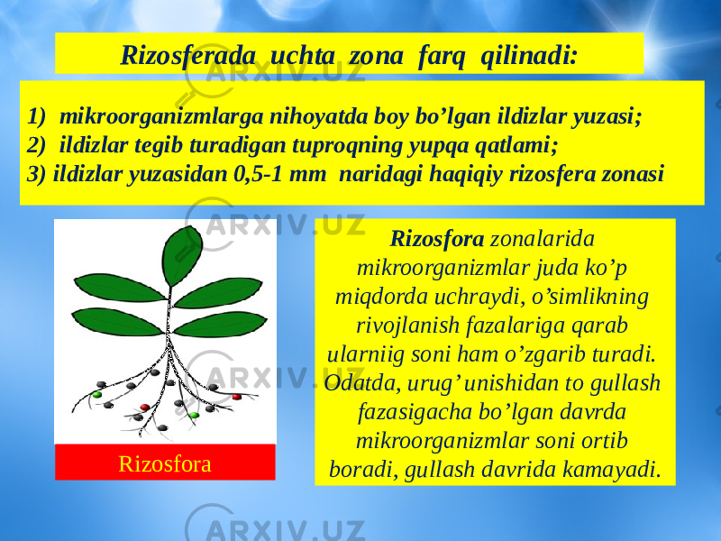 1) mikroorganizmlarga nihoyatda boy bo’lgan ildizlar yuzasi; 2) ildizlar tegib turadigan tuproqning yupqa qatlami; 3) ildizlar yuzasidan 0,5-1 mm naridagi haqiqiy rizosfera zonasi Rizosfora zonalarida mikroorganizmlar juda ko’p miqdorda uchraydi, o’simlikning rivojlanish fazalariga qarab ularniig soni ham o’zgarib turadi. Odatda, urug’ unishidan to gullash fazasigacha bo’lgan davrda mikroorganizmlar soni ortib boradi, gullash davrida kamayadi.Rizosfora Rizosferada uchta zona farq qilinadi: 