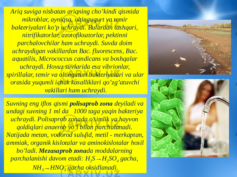 Ariq suviga nisbatan ariqning cho’kindi qismida mikroblar, ayniqsa, oltingugurt va temir bakteriyalari ko’p uchraydi. Bulardan tashqari, nitrifikatorlar, azotofiksatorlar, pektinni parchalovchilar ham uchraydi. Suvda doim uchraydigan vakillardan Bac. fluorescens, Bac. aquatilis, Micrococcus candicans va boshqalar uchraydi. Hovuz suvlarida esa vibrionlar, spirillalar, temir va oltinguturt bakteriyalari va ular orasida yuqumli ichak kasalliklari qo’zg’atuvchi vakillari ham uchraydi. Suvning eng iflos qismi polisaprob zona deyiladi va undagi suvning 1 ml da 1000 taga yaqin bakteriya uchraydi. Polisaprob zonada o’simlik va hayvon qoldiqlari anaerob yo’l bilan parchalanadi. Natijada metan, vodorod sulьfid, metil - merkaptan, ammiak, organik kislotalar va aminokislotalar hosil bo’ladi. Mezasaprob zona da moddalarning parchalanishi davom etadi: H 2 S→H 2 SO 4 gacha, NH 3 →HNO 3 gacha oksidlanadi. 