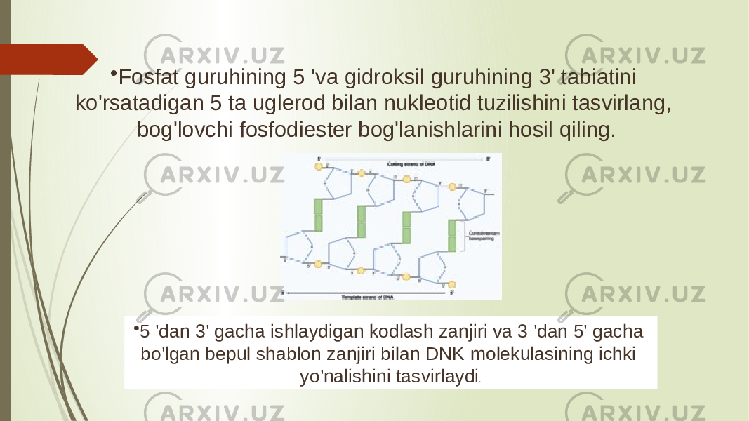 • Fosfat guruhining 5 &#39;va gidroksil guruhining 3&#39; tabiatini ko&#39;rsatadigan 5 ta uglerod bilan nukleotid tuzilishini tasvirlang, bog&#39;lovchi fosfodiester bog&#39;lanishlarini hosil qiling. • 5 &#39;dan 3&#39; gacha ishlaydigan kodlash zanjiri va 3 &#39;dan 5&#39; gacha bo&#39;lgan bepul shablon zanjiri bilan DNK molekulasining ichki yo&#39;nalishini tasvirlaydi . 