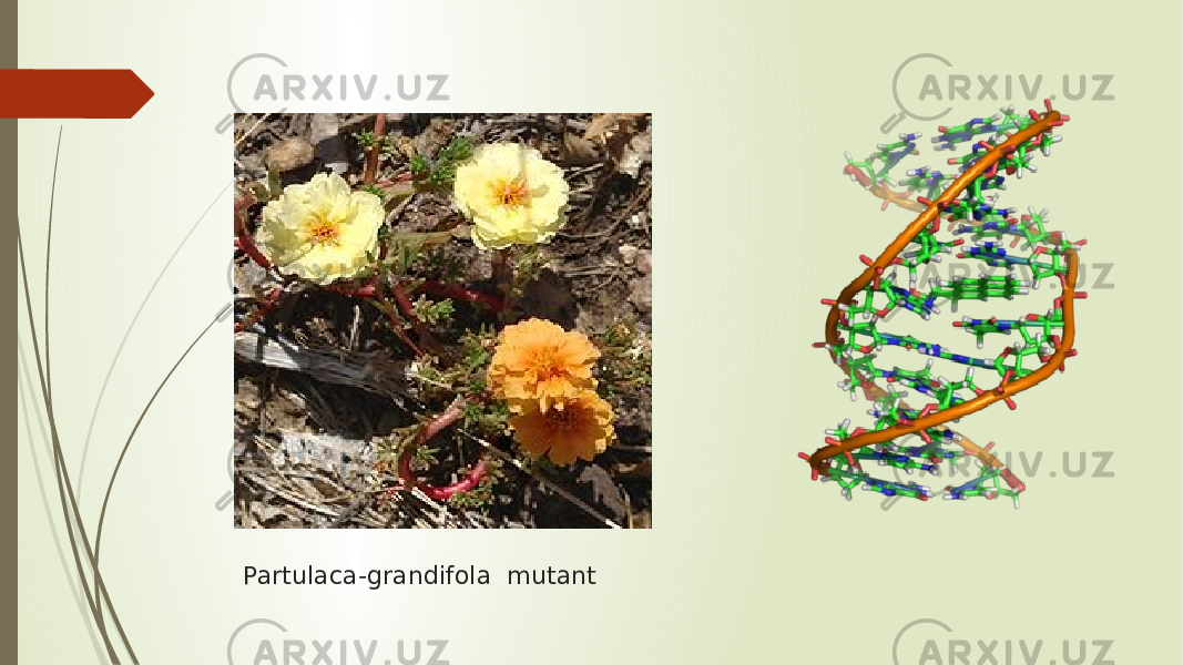 Partulaca-grandifola mutant 