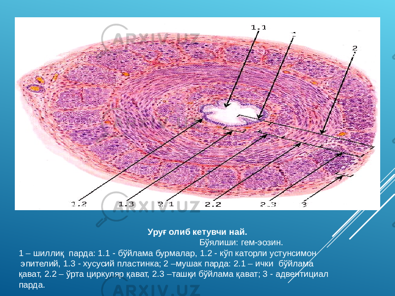 Уруғ олиб кетувчи най. Бўялиши: гем-эозин. 1 – шиллиқ парда: 1.1 - бўйлама бурмалар, 1.2 - кўп каторли устунсимон эпителий, 1.3 - хусусий пластинка; 2 –мушак парда: 2.1 – ички бўйлама қават, 2.2 – ўрта циркуляр қават, 2.3 –ташқи бўйлама қават; 3 - адвентициал парда. 