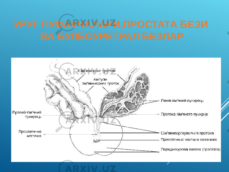 УРУҒ ПУФАКЧАЛАРИ,ПРОСТАТА БЕЗИ ВА БУЛБОУРЕТРАЛ БЕЗЛАР 